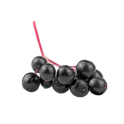 Black Elderberry